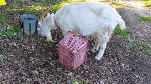 お正月の山羊さん