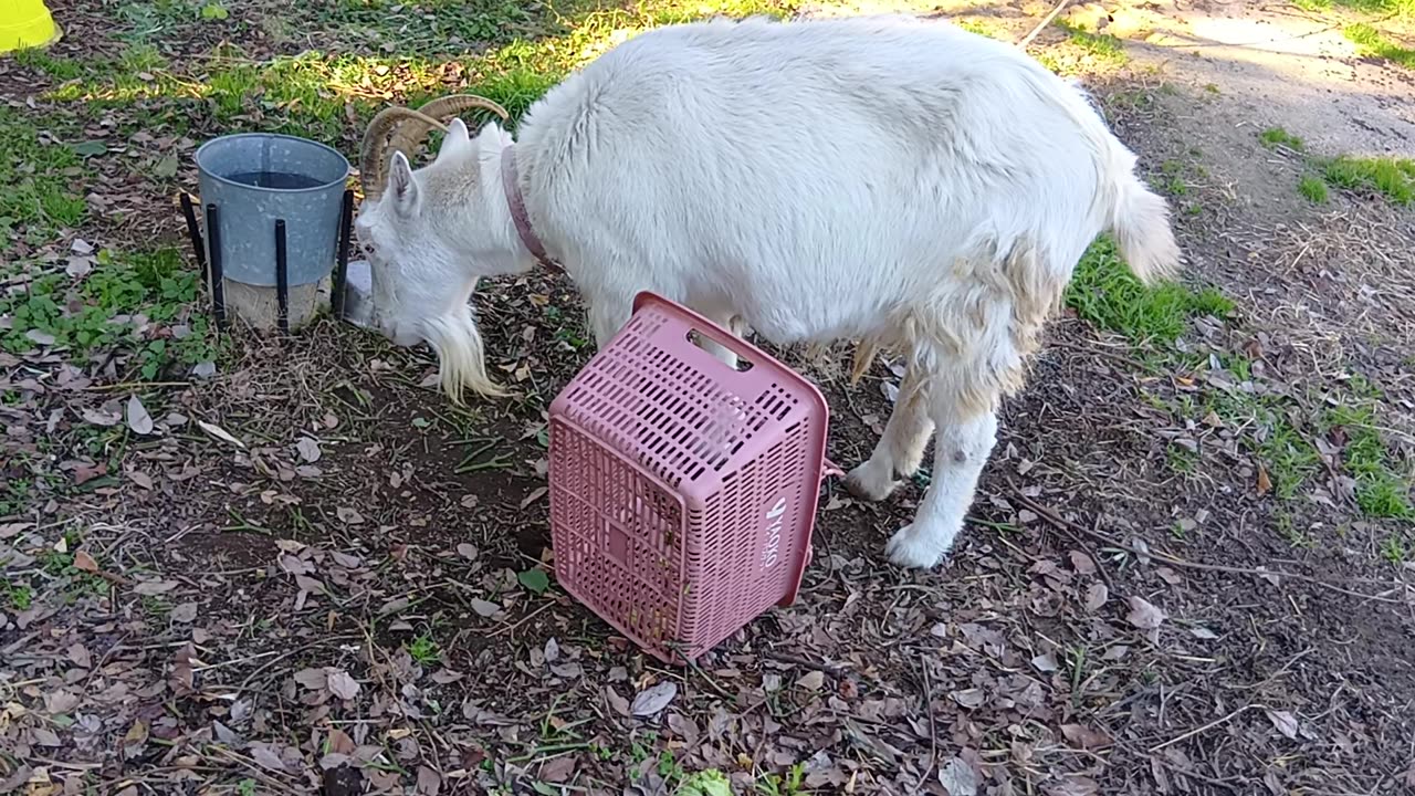 お正月の山羊さん