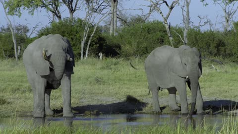 Africas Wild Horizons: Series 1_Africas Great Oasis the Okavango Delta