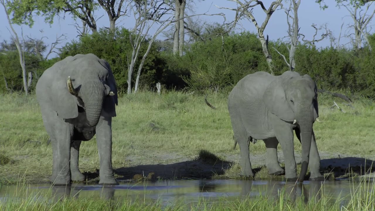 Africas Wild Horizons: Series 1_Africas Great Oasis the Okavango Delta