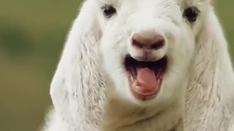 Show it to the cutest person _goat _cuteanimal _babylamb _cutefarmanimal _cute _animals