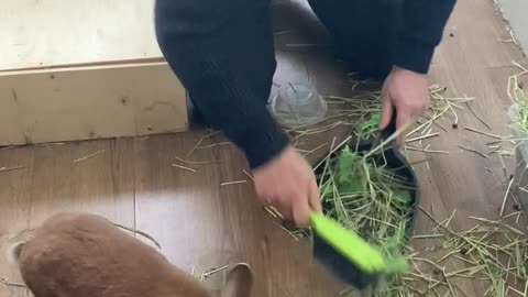 Peanut Does NOT Want Her Cage Cleaned