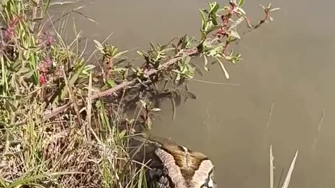 😮🐍 Man Hiking Through The Pantanal Caught A Python! | FeedMyCuriosity