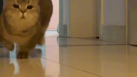 Kitty Ambush!