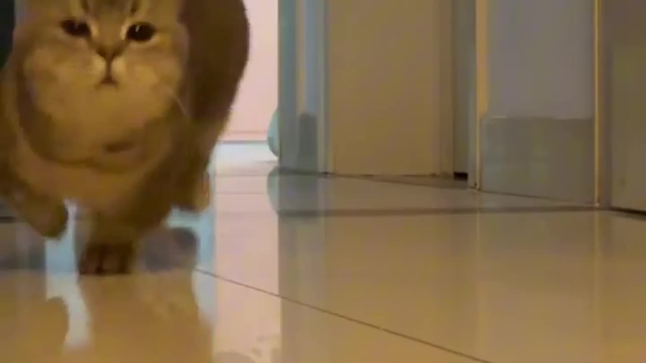 Kitty Ambush!