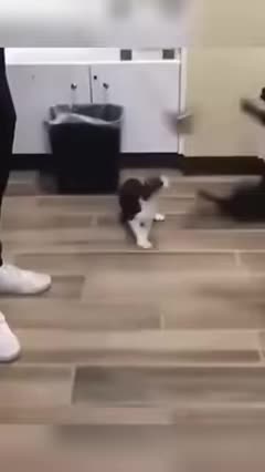 Funny Animals you will Never Forget