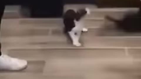 Funny Animals you will Never Forget