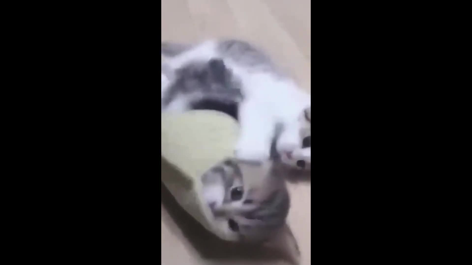 Funny animal videos 2025 - Funny cats/dogs - Funny animals