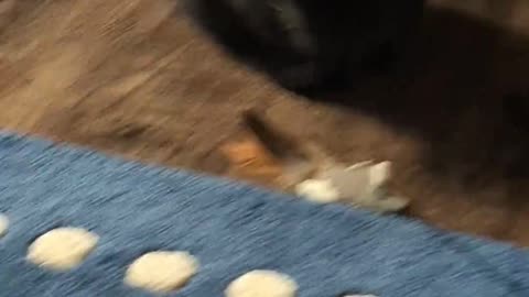 My cats head wobbles when tracking her toy sometimes