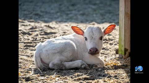 Virginia Zoo has new baby calf