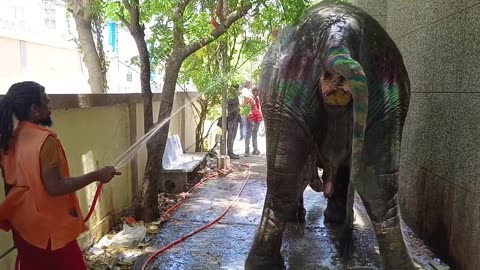 elephant doing potty after eat sugarcane during taking bath