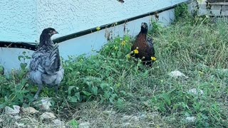 EVERYONE should have chickens