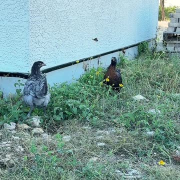 EVERYONE should have chickens