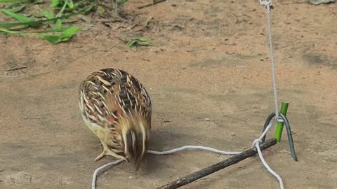 Primitive Quail Trap