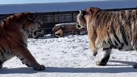 Tiger try to mess with another tiger