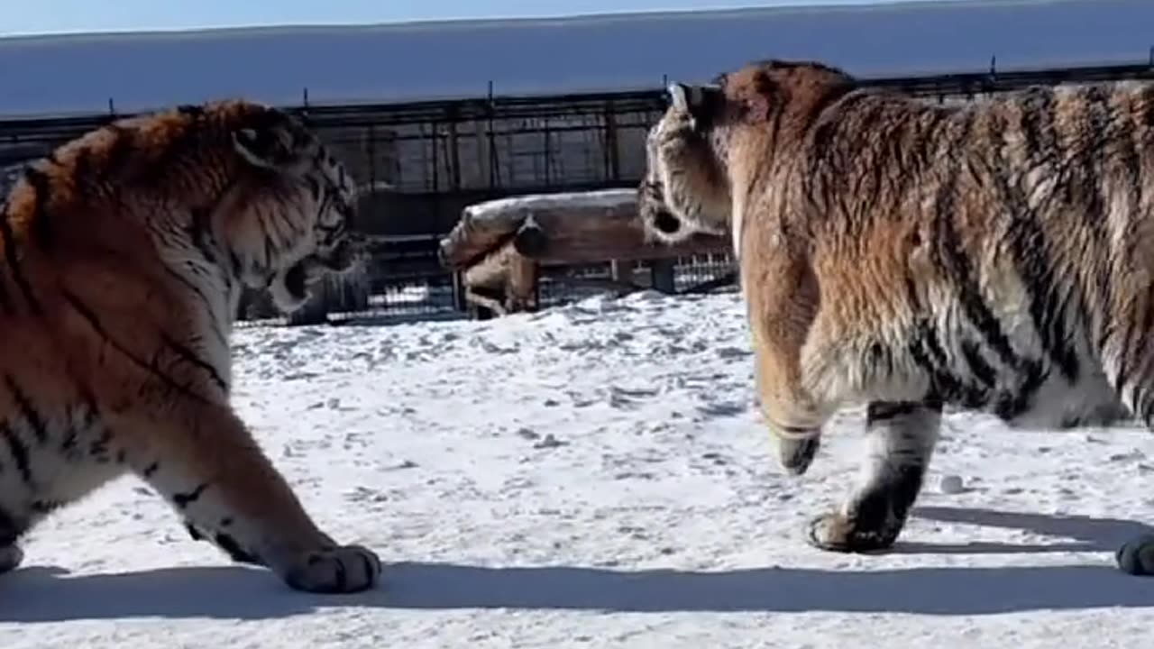 Tiger try to mess with another tiger