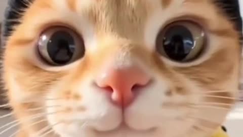 Cat Dog