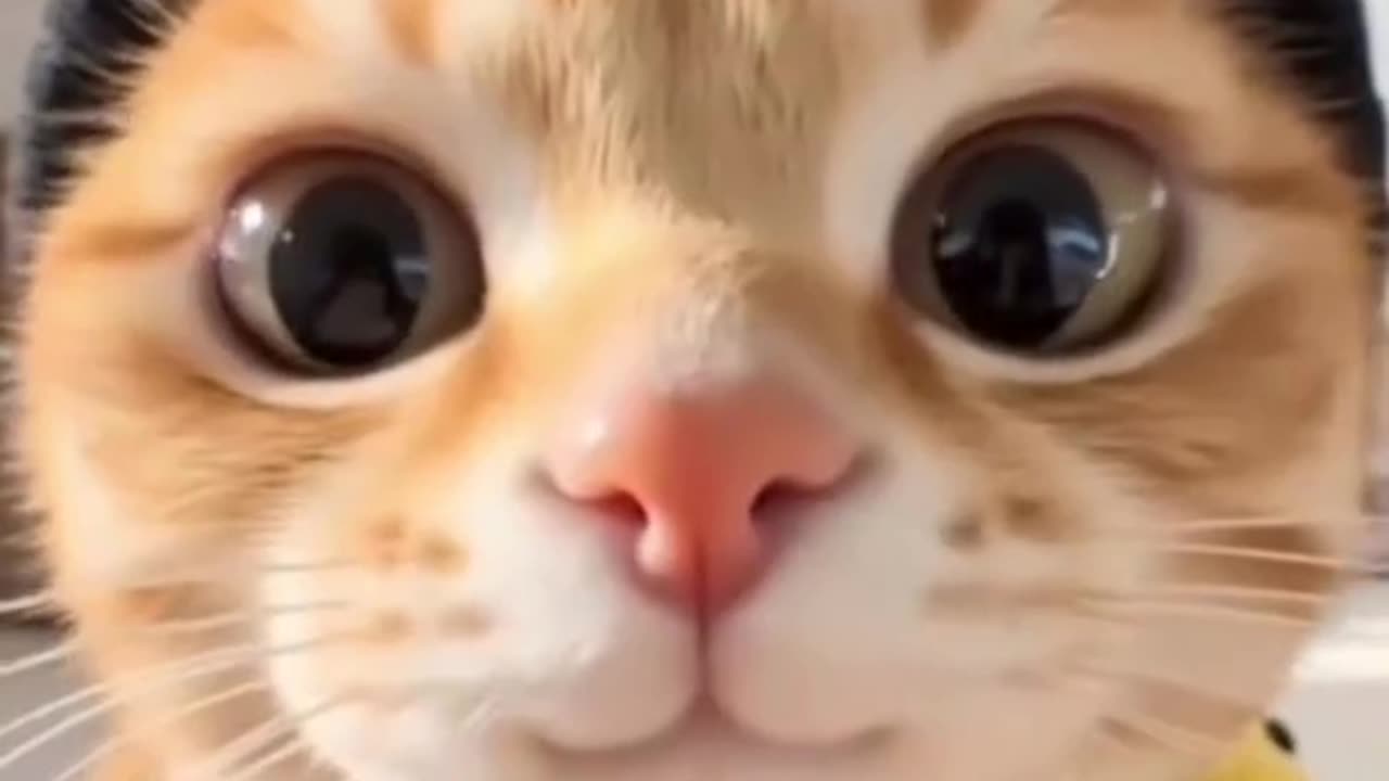Cat Dog