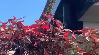 Just a normal day in Australia