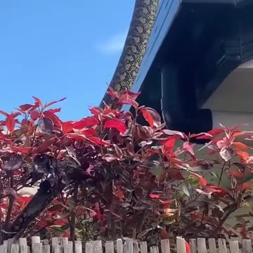 Just a normal day in Australia