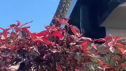 Just a normal day in Australia