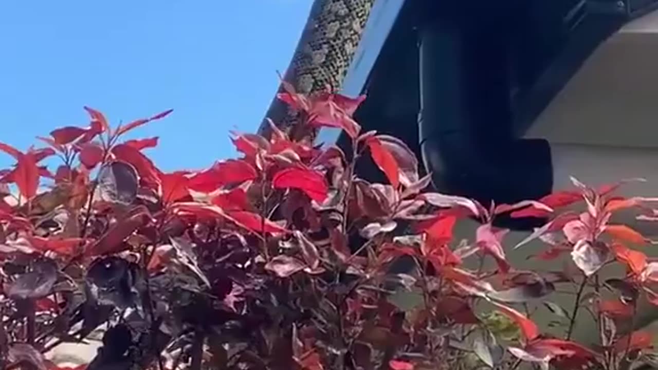 Just a normal day in Australia