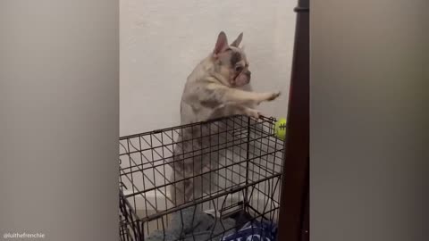 Funniest Animal Videos 😂 When Pets Do the Silliest Things