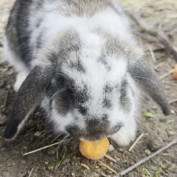 Tiny Bunny Exploring a Big World 🌍 (Ultra Cute Rabbit)
