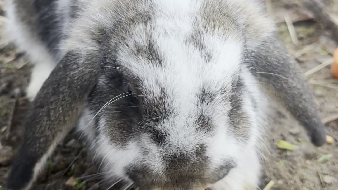 Tiny Bunny Exploring a Big World 🌍 (Ultra Cute Rabbit)
