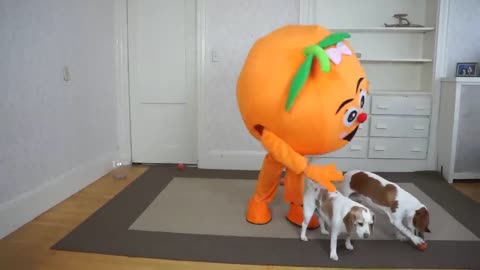 Dogs_Get_Ball_