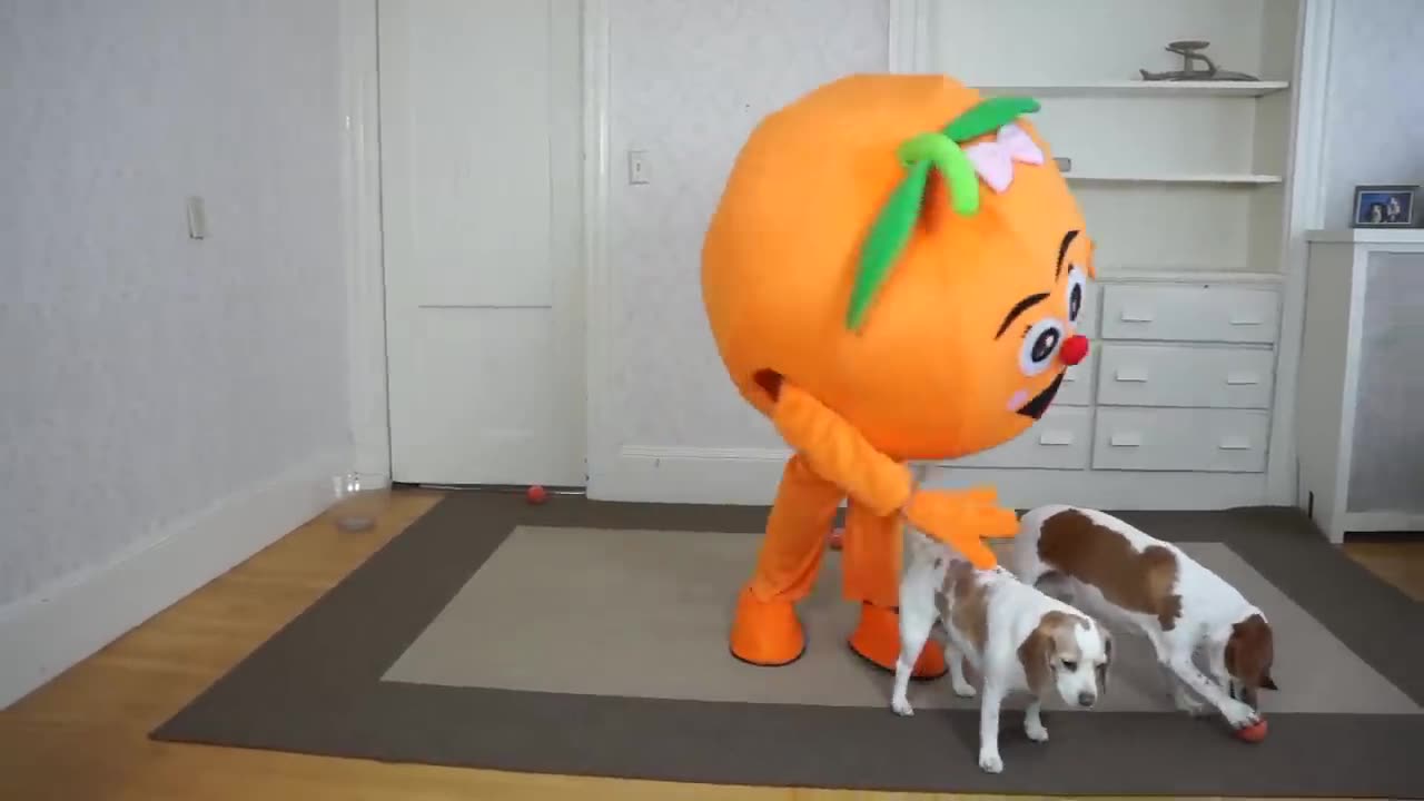 Dogs_Get_Ball_