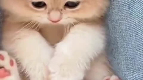 Dog's Comedy Videos 🤣 so cute videos and puppies comedy scenes 😂 so cute 🥰 🥰 🥰 🥰