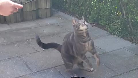 The Catchiest Cat Song Ever Created 😻🎶#funny #cat #song