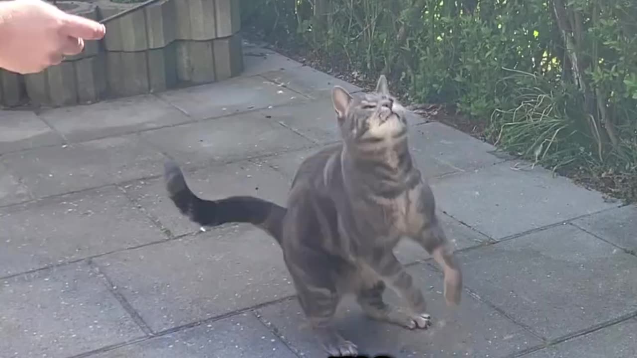 The Catchiest Cat Song Ever Created 😻🎶#funny #cat #song