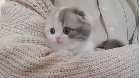 Cute cat in happy mood