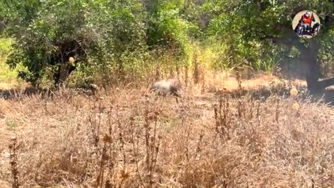 CHASSE SANGLIER AU MAROC- BEST WILD BOAR HUNTING