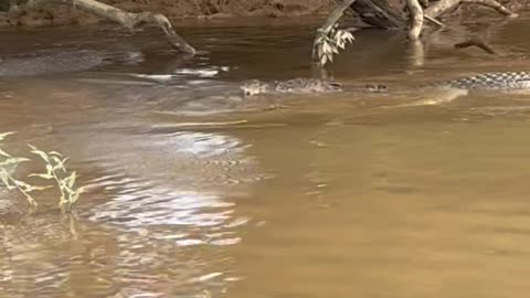 Cow Kisses a Crocodile