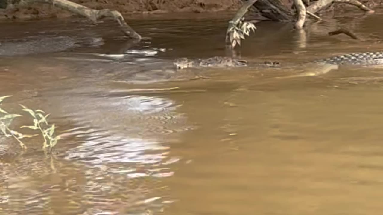 Cow Kisses a Crocodile