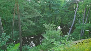 Secret Forest River Ambience _ Deep Summer Calm for Sleep & Study
