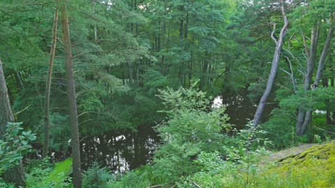 Secret Forest River Ambience _ Deep Summer Calm for Sleep & Study