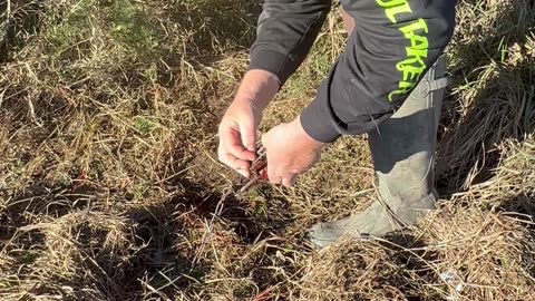 How to trap raccoons in dog proof traps