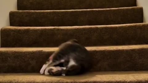 Lazy Cat Rolls Down the Stairs 😂🐱 | Funny AI Short Video