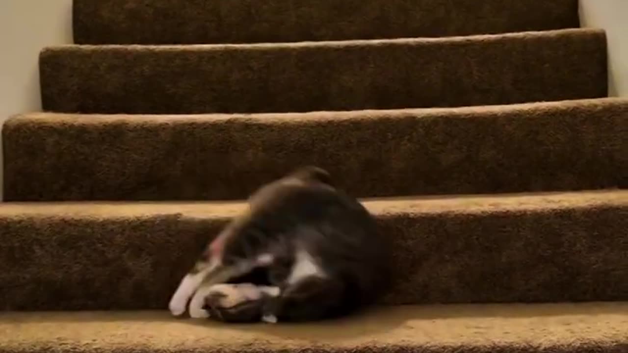 Lazy Cat Rolls Down the Stairs 😂🐱 | Funny AI Short Video