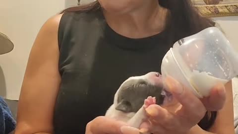 We got new babaies JP and Pidgey