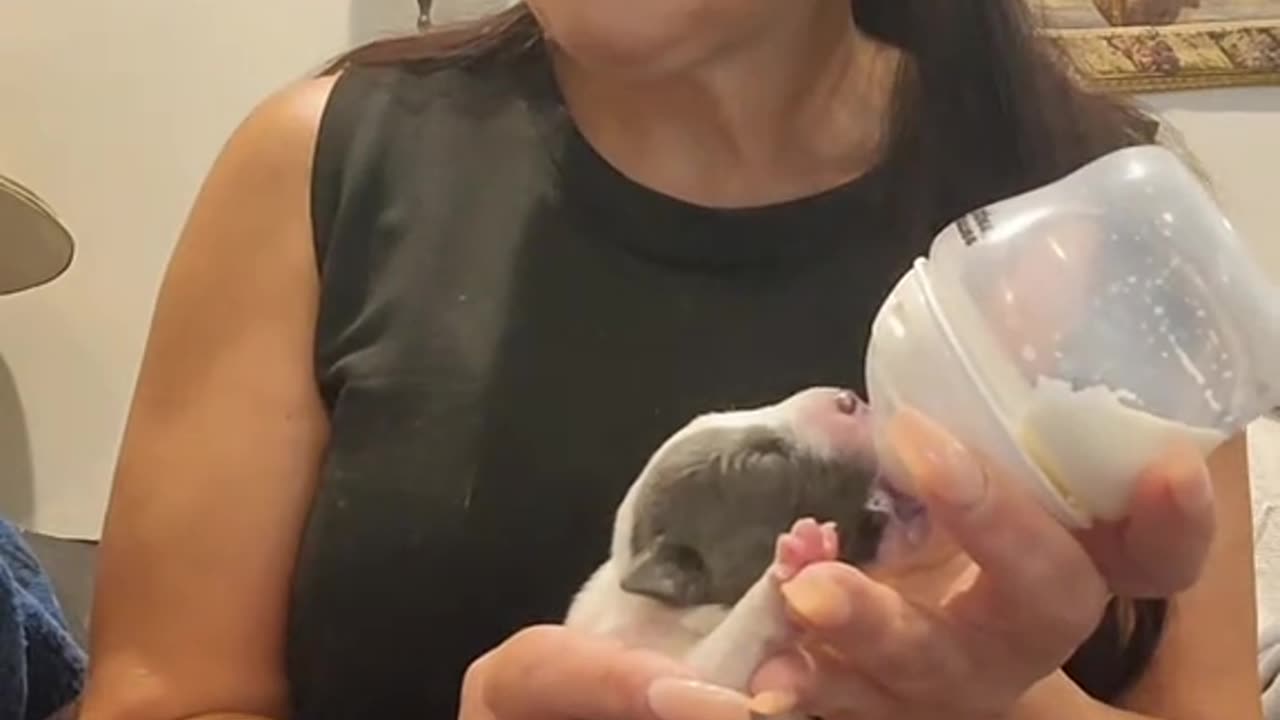 We got new babaies JP and Pidgey