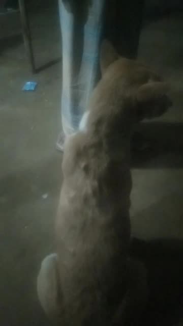 See beautiful dogs and movement