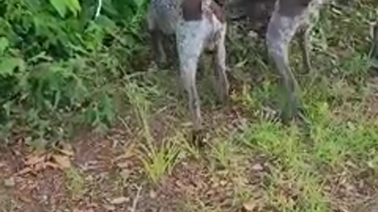 more of the dogs
