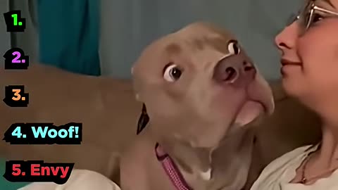 funny animals