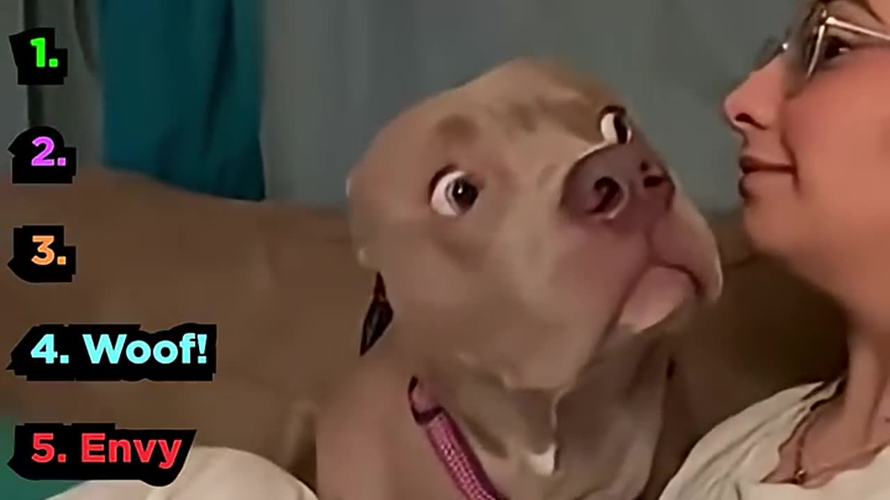 funny animals
