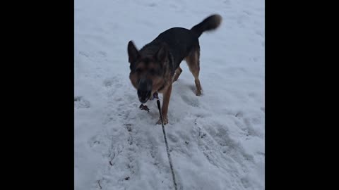 Virgil german shepherd.